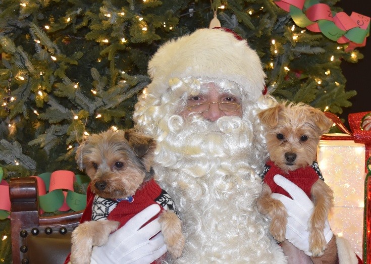 Pet Pictures with Santa
