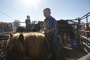 Green Valley News: Rodeo Roundup 2014 - Stallion