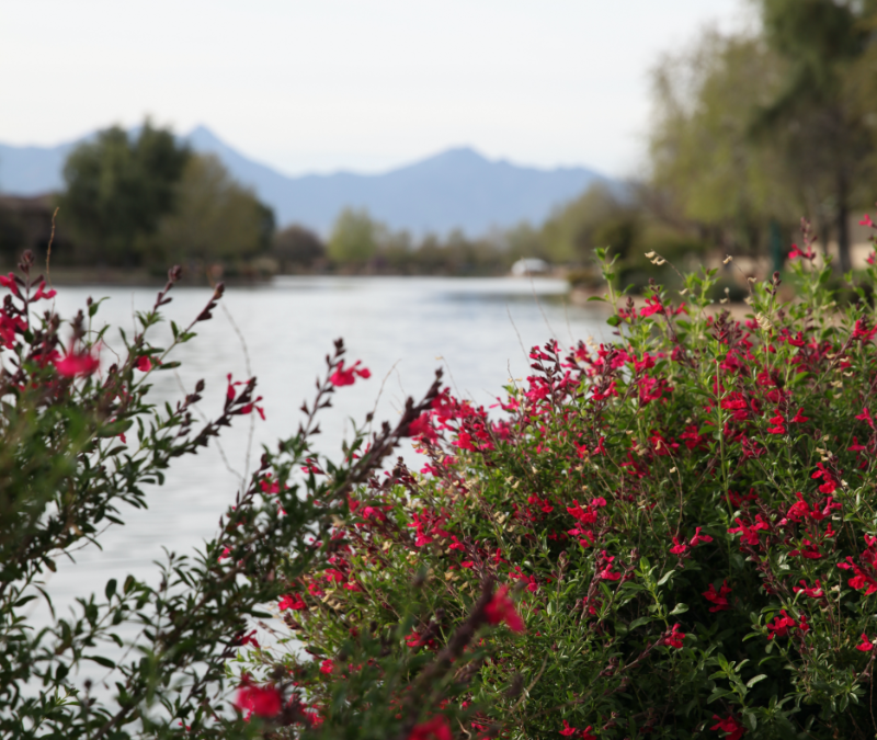 Lake with flowers and mountains
