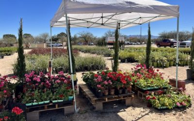 Abby Lee Farms Opens “Grower Direct Garden Center” in Rancho Sahuarita