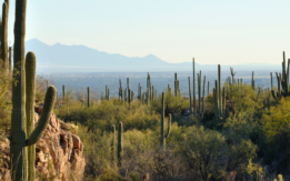 cactus in sonoran desert cost of living in arizona