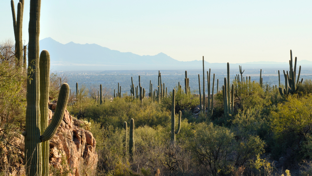 cactus in sonoran desert cost of living in arizona