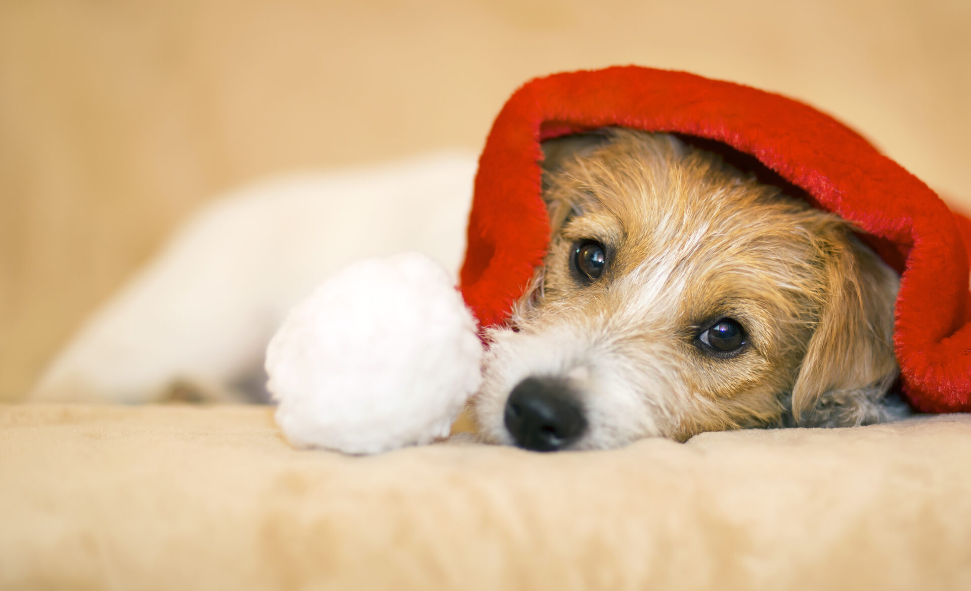 Small dog lying on a soft surface, peeking out from under a red blanket with a fuzzy white pom-pom at the end. The dog gazes directly at the camera with its head resting on its paws, creating a cozy and relaxed scene.