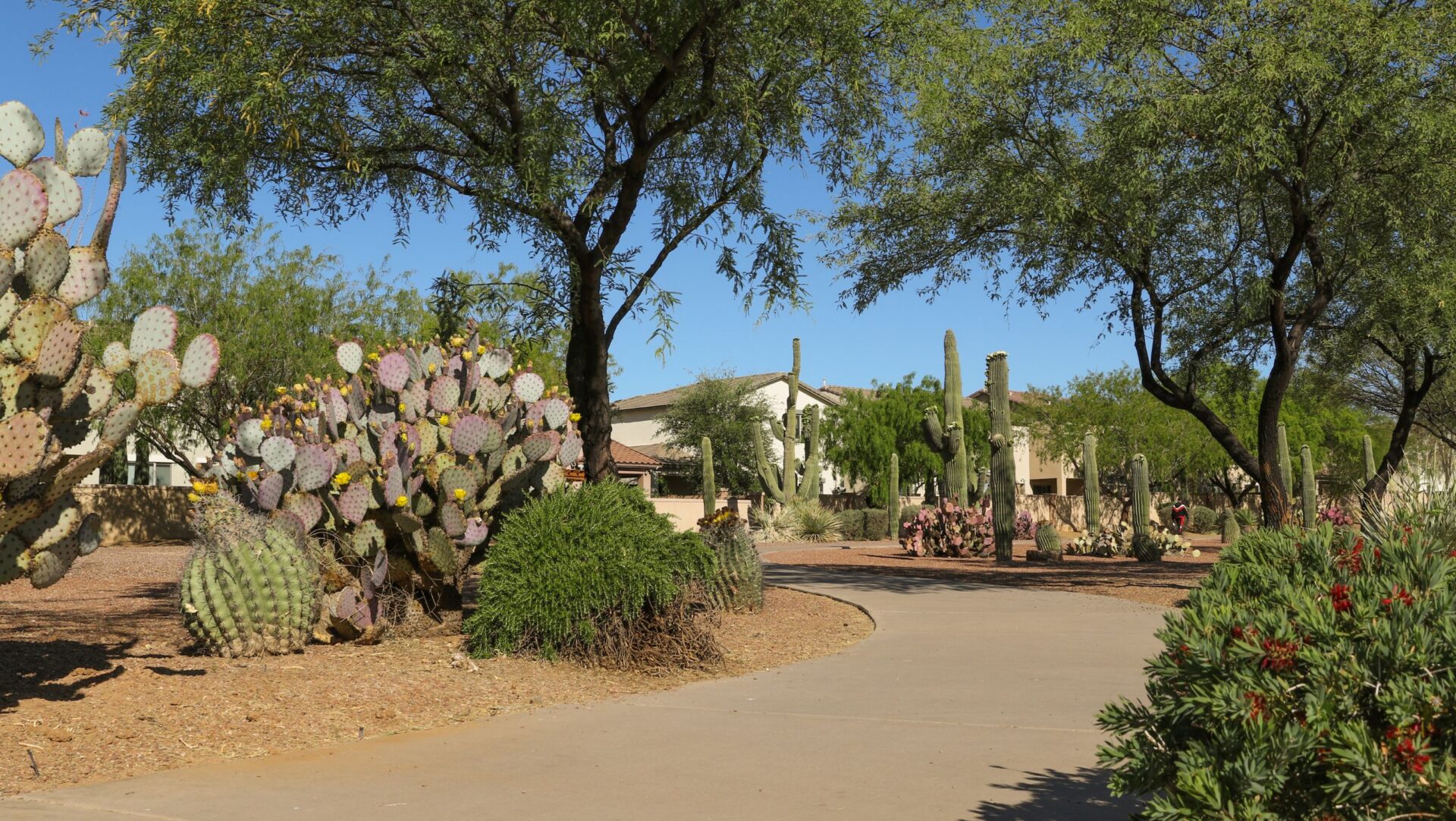 A curved sidewalk winds through a desert garden with various cacti, shrubs, and trees under a clear blue sky; buildings appear in the background.